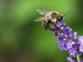 Black and Yellow Bumble Bee on the Tip of a Purple Flower Stalk Royalty Free Stock Photo